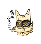 ベンガルのぬこまるさん。（個別スタンプ：19）