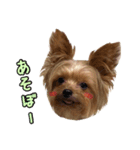 ワンコのゆずちゃんのスタンプ（個別スタンプ：3）
