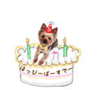 ワンコのゆずちゃんのスタンプ（個別スタンプ：8）