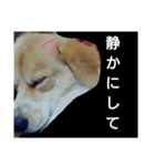 かいちゃん2（個別スタンプ：15）