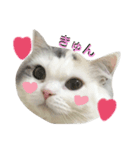 立ち耳スコのしらたま（個別スタンプ：1）