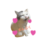 立ち耳スコのしらたま（個別スタンプ：2）