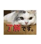 立ち耳スコのしらたま（個別スタンプ：8）