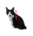 ねねとこにゃ（個別スタンプ：1）