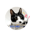 ねねとこにゃ（個別スタンプ：2）