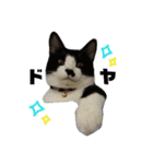ねねとこにゃ（個別スタンプ：3）
