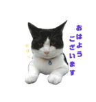 ねねとこにゃ（個別スタンプ：5）