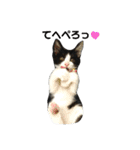 ねねとこにゃ（個別スタンプ：6）