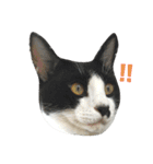 ねねとこにゃ（個別スタンプ：7）