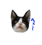 ねねとこにゃ（個別スタンプ：9）