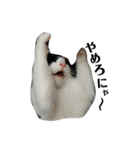 ねねとこにゃ（個別スタンプ：10）
