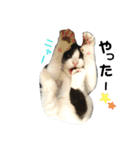 ねねとこにゃ（個別スタンプ：11）
