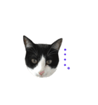 ねねとこにゃ（個別スタンプ：12）