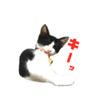 ねねとこにゃ（個別スタンプ：14）