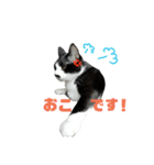 ねねとこにゃ（個別スタンプ：15）
