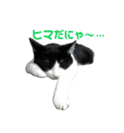 ねねとこにゃ（個別スタンプ：16）