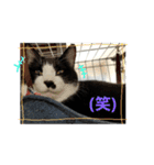 ねねとこにゃ（個別スタンプ：18）