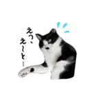 ねねとこにゃ（個別スタンプ：19）