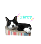 ねねとこにゃ（個別スタンプ：20）