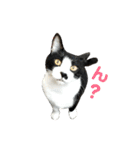 ねねとこにゃ（個別スタンプ：21）