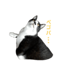 ねねとこにゃ（個別スタンプ：22）