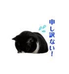 ねねとこにゃ（個別スタンプ：24）