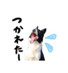 ボーダーコリーおぼみなまな（個別スタンプ：4）