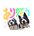 ボーダーコリーおぼみなまな（個別スタンプ：24）