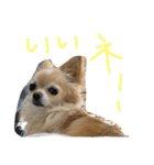毎日みるく（個別スタンプ：3）