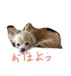 毎日みるく（個別スタンプ：4）