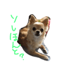 毎日みるく（個別スタンプ：10）