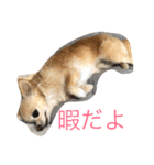 毎日みるく（個別スタンプ：11）