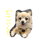 毎日みるく（個別スタンプ：12）