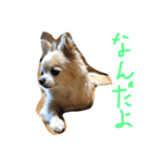 毎日みるく（個別スタンプ：16）