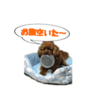 トイプー 麿くん（個別スタンプ：5）