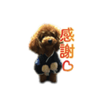 トイプー 麿くん（個別スタンプ：8）