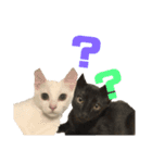 猫たちと犬（個別スタンプ：3）