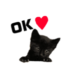 猫たちと犬（個別スタンプ：4）