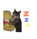 猫たちと犬（個別スタンプ：8）