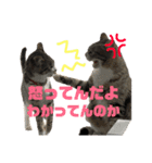 猫たちと犬（個別スタンプ：9）