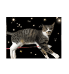 猫たちと犬（個別スタンプ：10）