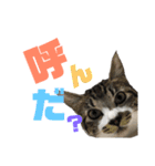 猫たちと犬（個別スタンプ：11）