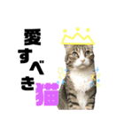猫たちと犬（個別スタンプ：13）