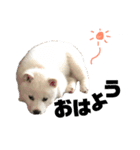 猫たちと犬（個別スタンプ：15）