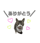 猫たちと犬（個別スタンプ：16）