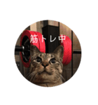 ねこ時々トレーニング（個別スタンプ：1）