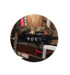 ねこ時々トレーニング（個別スタンプ：4）