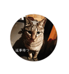ねこ時々トレーニング（個別スタンプ：5）