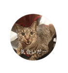 ねこ時々トレーニング（個別スタンプ：7）