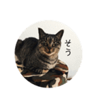 ねこ時々トレーニング（個別スタンプ：8）